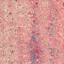 Ivory_Pink