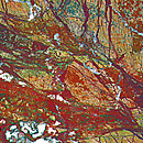 Forest_Brown