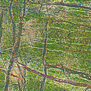 Forest_Green